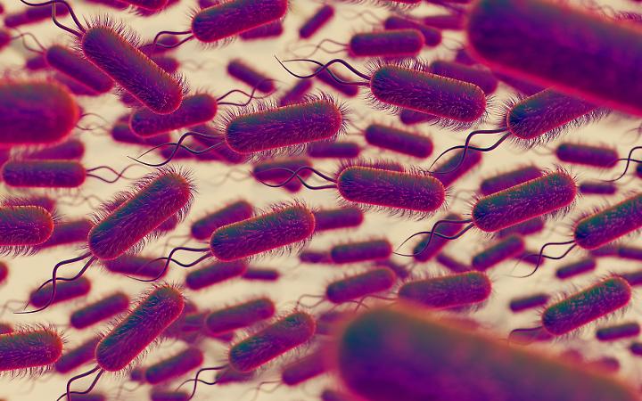 Colera: casi in aumento nel 2024, +50% sui decessi