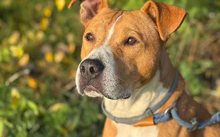 Connor, un cuore grande dietro le sbarre