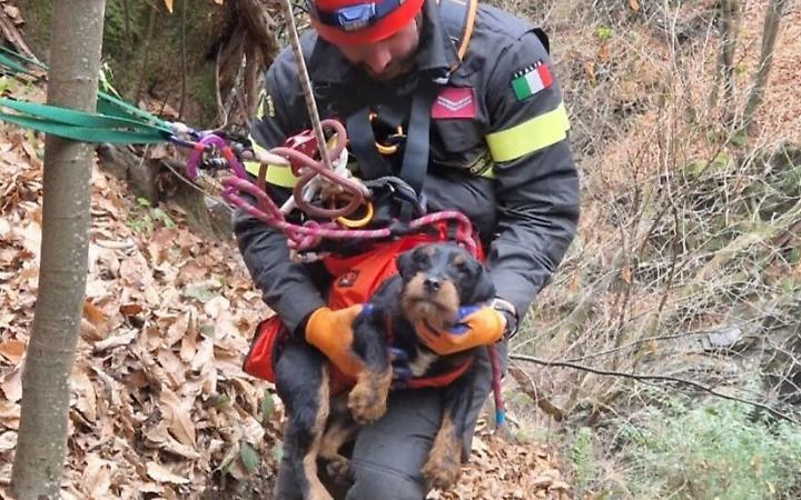 Cane disperso nei boschi sopra il Lago Maggiore salvato dai vigili del fuoco
