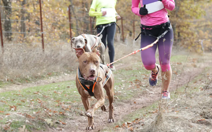 Alba si prepara alla &ldquo;Corsa bestiale&rdquo; per sostenere il canile comunale