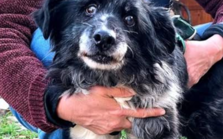 Salvata da una vita in catena: la dura storia di Briciola