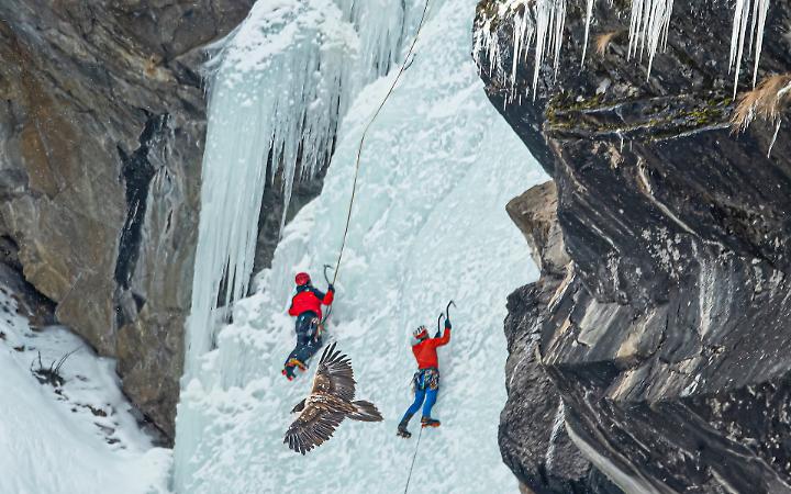 Protezione del gipeto: nuova area vietata agli alpinisti in Valnontey