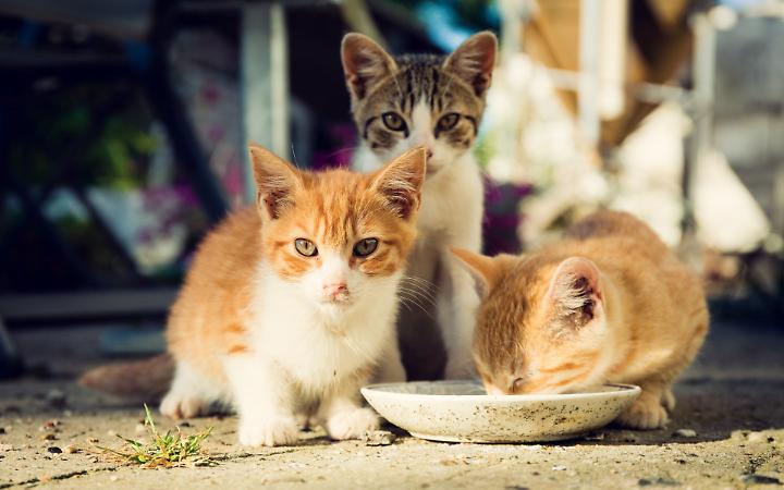 &ldquo;Ci dai una zampa?&rdquo;: Nichelino mobilita la citt&agrave; per le colonie feline