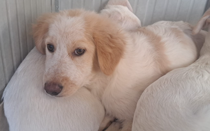 Sono i cuccioli pi&ugrave; teneri di Torino