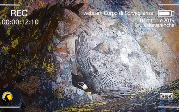 Valsavarenche, torna online la webcam dei gipeti: riparte l&rsquo;8^ stagione di #GipetOnAir