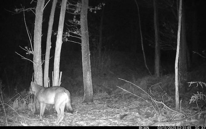 Aggredita da un animale sul Lago Maggiore, ma non si tratta di un lupo