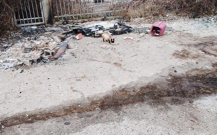 Nichelino, colonia felina devastata a Capodanno: la denuncia ai carabinieri