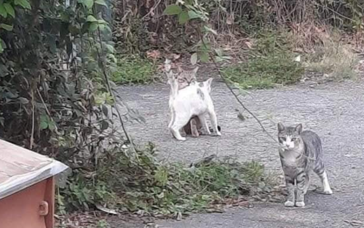 La colonia felina di Cascine Vica cerca aiuti