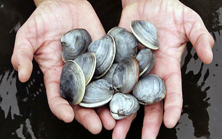 Vongole in crisi nell&rsquo;Alto Adriatico: fatturato crollato e famiglie in difficolt&agrave;