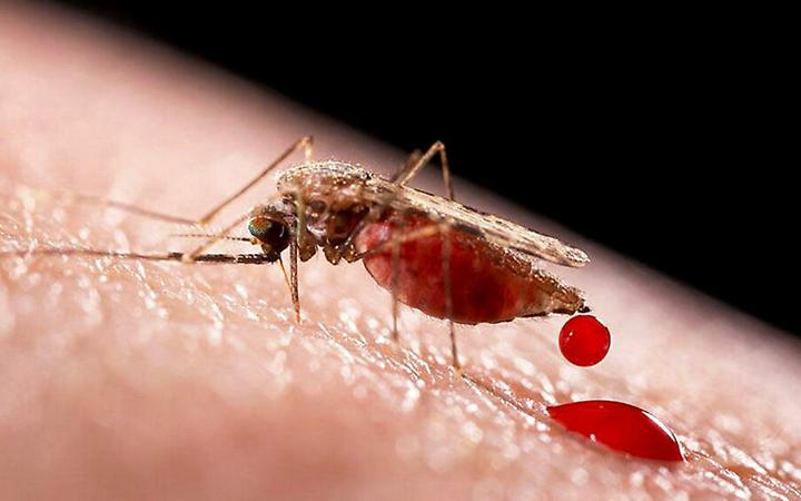 Zanzare in agguato anche d&rsquo;inverno: perch&eacute; ci mordono di pi&ugrave;?