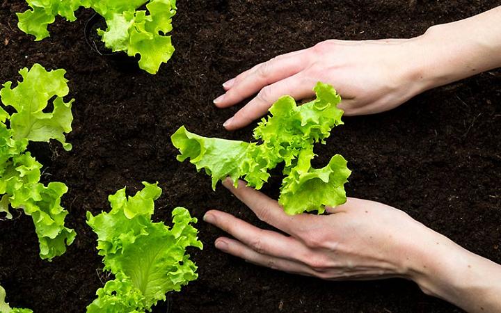 Fertilizzanti senza dazi, l&rsquo;Europa d&agrave; ossigeno ai campi italiani