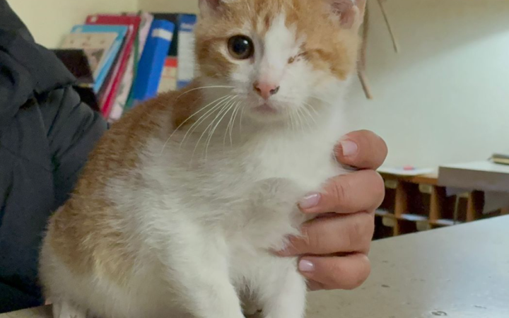 Ha perso un occhio vivendo per strada, ha soli 3 mesi