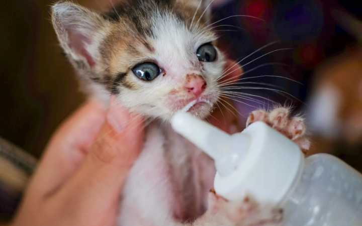 "Bont&agrave; torinese", gli appuntamenti di questa settimana