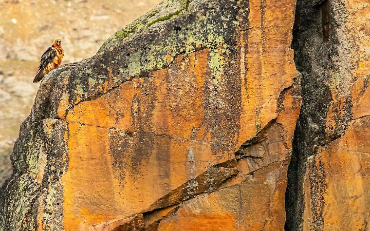 I gipeti tornano a volare e nidificare in Valle Orco