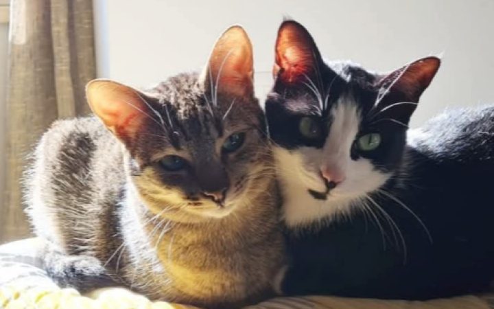 Inseparabili anche nelle foto: gli "sposini" torinesi