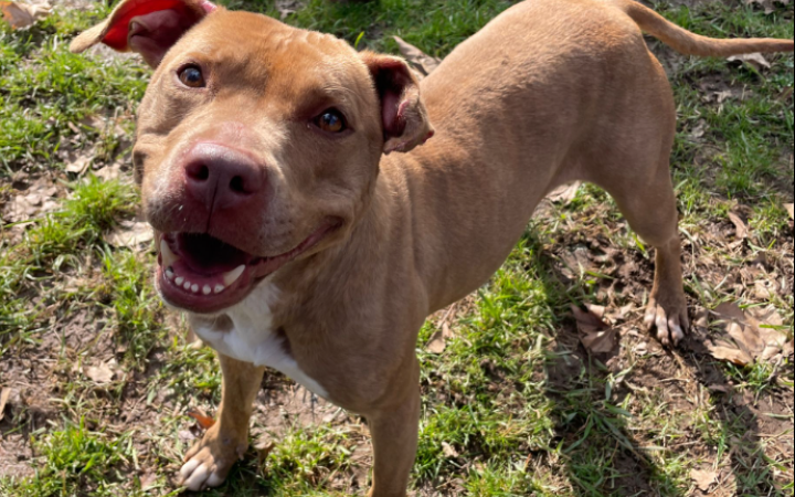 Un muso troppo irresistibile per lasciarlo in canile