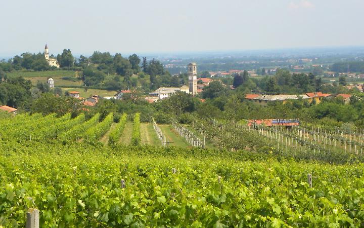 Clima e vite, debutta la piattaforma digitale per la viticoltura del futuro