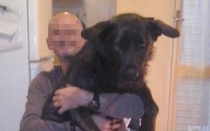 Uccise il suo cane a martellate: a processo l'animalista