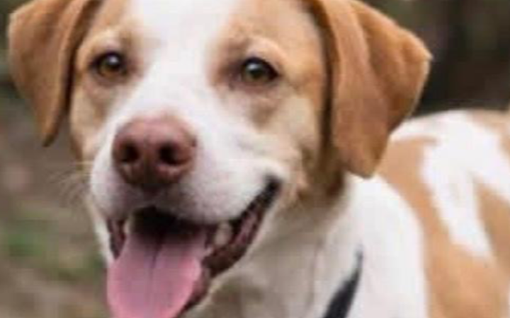 Un cucciolo "intrappolato" in box