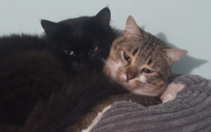 Due (a)mici inseparabili a Torino