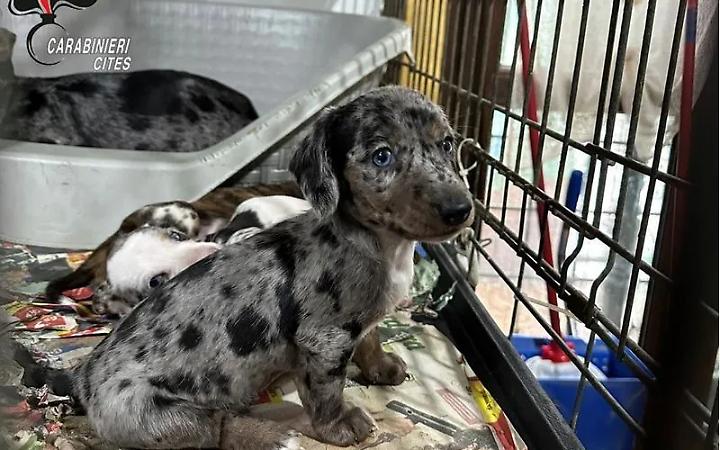 Chivasso, chiuse le indagini su un presunto allevamento abusivo di cani
