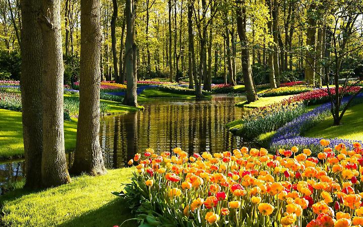 Riapre il parco di tulipani pi&ugrave; grande del mondo. Ecco tutte le informazioni da sapere