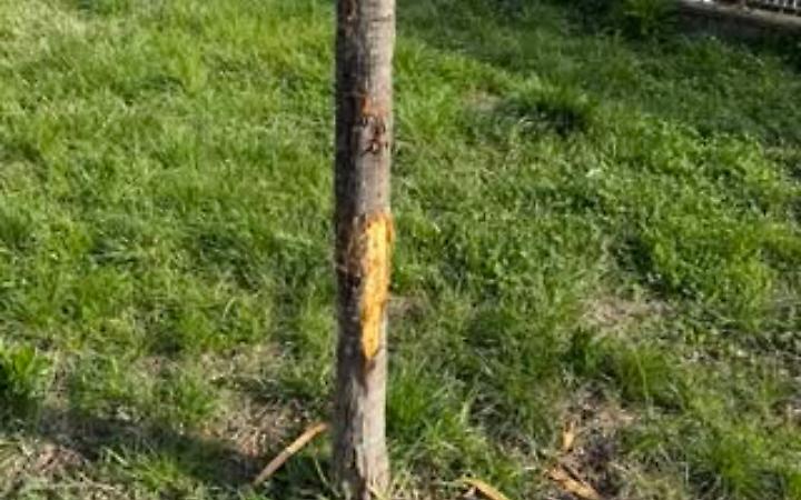 Cane senza guinzaglio danneggia un albero, consigliera della Circoscrizione 6 insultata al parco