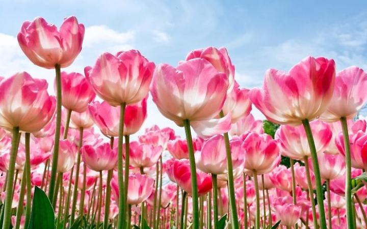 Arriva la bella stagione e con questa la fioritura dei tulipani