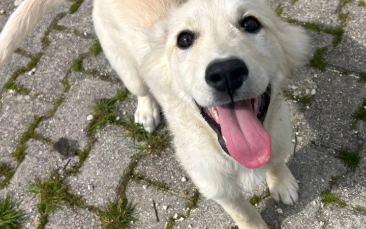 E' solo un cucciolo ma sta crescendo rinchiuso in box