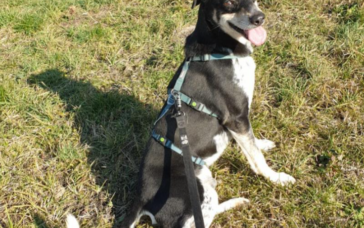 Sta imparando ad amare le passeggiate. La storia di Sid