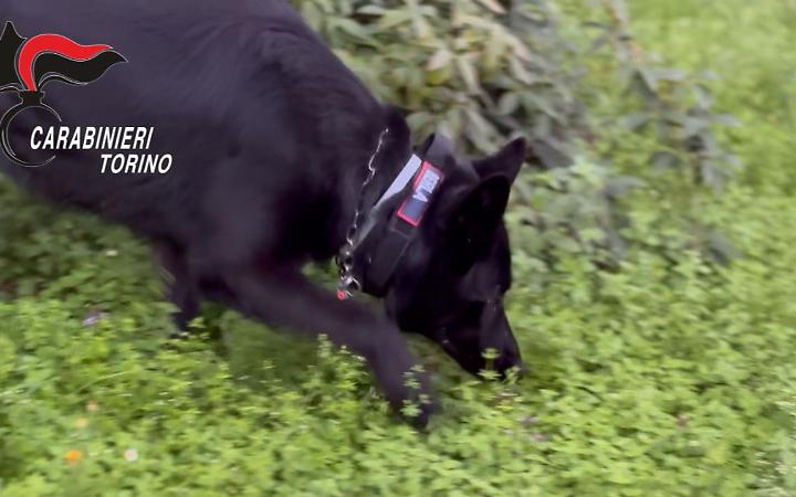 Droga in casa, decisivo il fiuto del cane Berla: due arresti