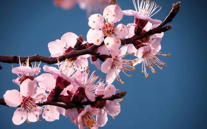 Torino, al Borgo Rubens torna la Festa della Fioritura