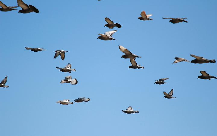 Aviaria nel fiorentino, isolato un allevamento: mille animali soppressi in dodici ore