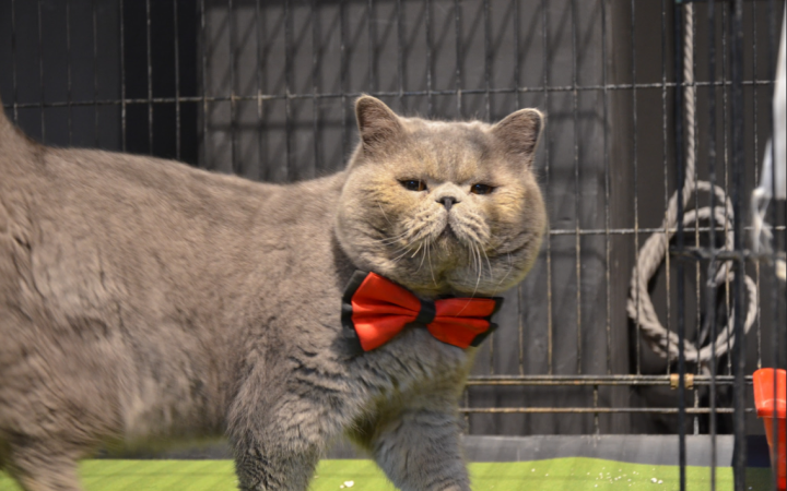 Torna lo "zoo" di cani e gatti nel Torinese