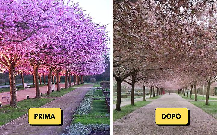 Il vento "cancella" la fioritura: delusione per i ciliegi alla Reggia di Venaria