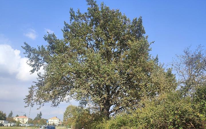 La quercia secolare di Chieri diventa un "albero monumentale"