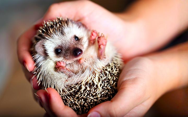 Uno spettacolo per salvare i ricci: l'evento del centro "La Ninna" a Torino