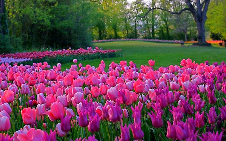 Messer Tulipano_Pralormo