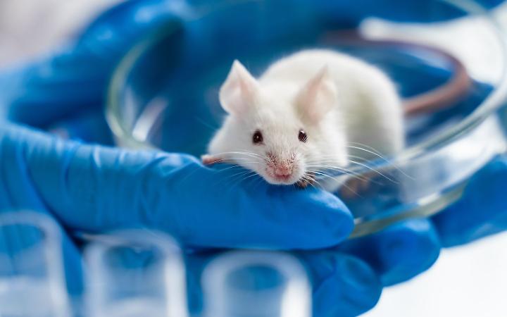 La sperimentazione farmacologica che non coinvolge pi&ugrave; animali vivi