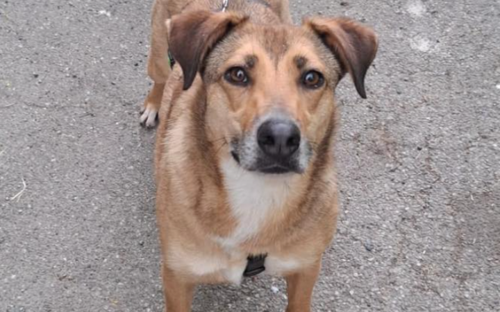 Recuperata mentre vagava in strada, e poi?