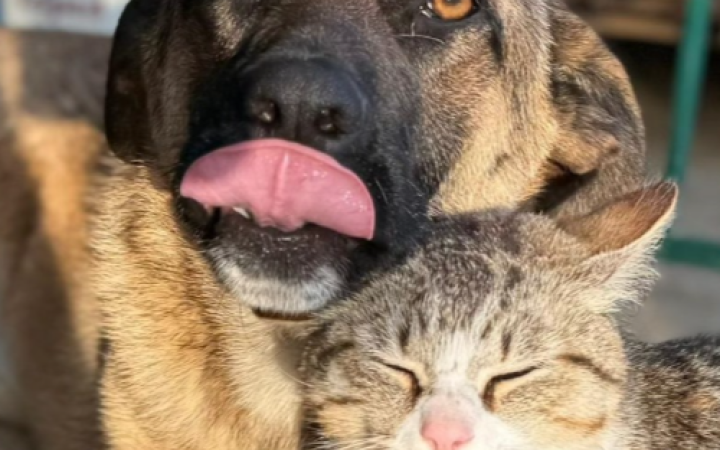 Freya &egrave; la pastorina pi&ugrave; dolce che ci sia