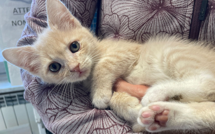 Salvato grazie a un sequestro insieme alla mamma e fratellini