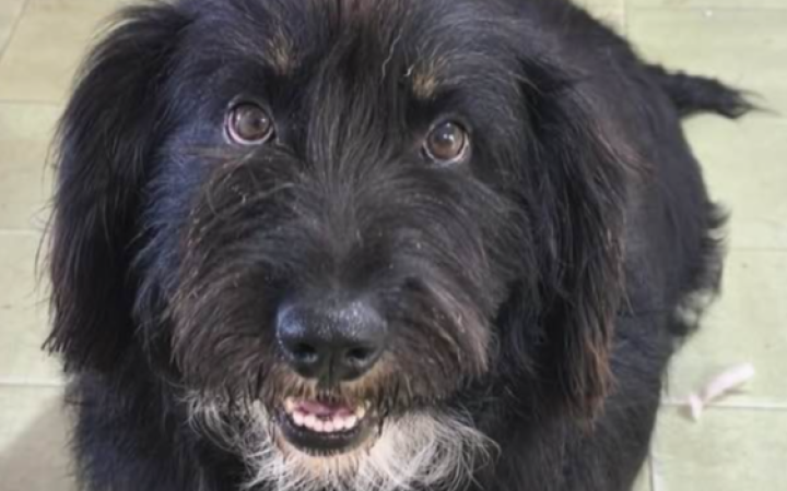 Poldo, un cane... tondo