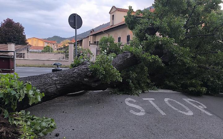 Albero gigante crolla in strada