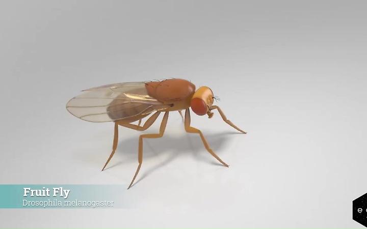 Dall&rsquo;atomo al bit: il primo cervello animale "resuscitato" in un computer