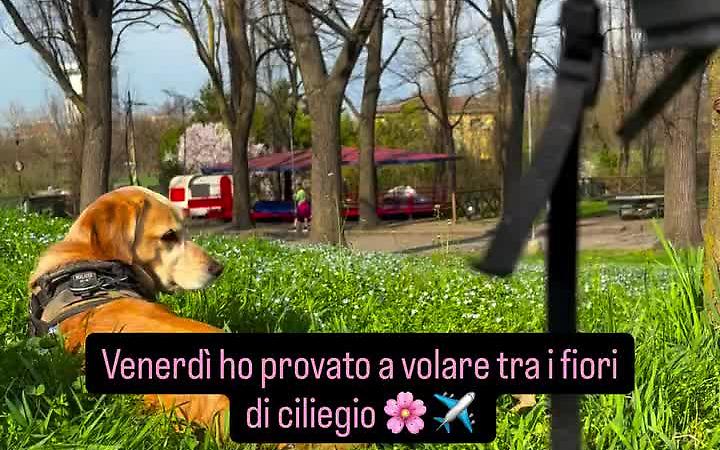 Torino, volare tra i ciliegi in fiore: il nuovo esperimento visivo di Valerio Minato