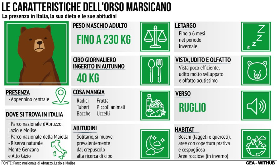 Amarena (F17), uccisa ieri sera a San Benedetto dei Marsi (L’Aquila), era un esemplare di orso marsicano, una specie diffusa nell’Appennino centrale. Come riferisce il Parco nazionale di Abruzzo, Lazio e Molise e riportato nell’infografica GEA, il maschio adulto di questa specie può arrivare a pesare 230 kg e ogni giorno ha bisogno di 40 kg di cibo. È un orso solitario che si muove prevalentemente dal crepuscolo e resta in letargo per sei mesi.
