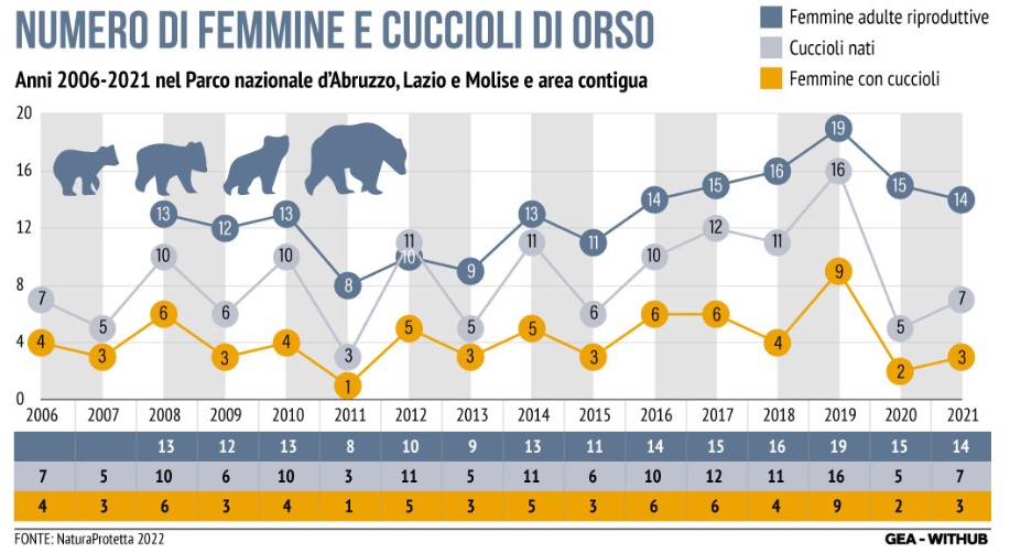 Nel notiziario NaturaProtetta 'Speciale orso' diffuso nell'estate 2022 dal Parco nazionale d'Abruzzo, Lazio e Molise, sono stati monitorati gli esemplari di femmine e cuccioli di orso sul territorio a cavallo tra Abruzzo, Lazio e Molise. I numeri più consistenti sono quelli delle femmine adulte riproduttive, contate in numero di 19 al 2019 e scese a 14 nel 2021. I cuccioli nati nel 2021 sono stati 7, mentre le madri con cuccioli erano 3 sempre nello stesso anno. Nell'infografica GEA l'andamento negli anni.