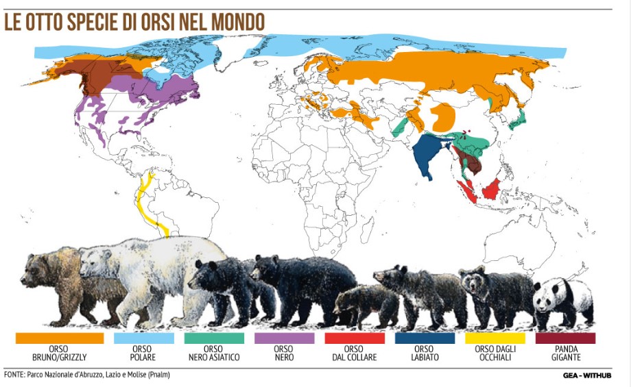 Secondo il Parco nazionale d'Abruzzo, Lazio e Molise, esistono otto specie di orsi nel mondo. Sei specie sono probabilmente in declino, mentre due hanno popolazioni stabili. Le informazioni sullo stato delle popolazioni degli orsi e sul loro habitat sono frammentarie. Si tratta dell'orso bruno, dell'orso polare, di quello dal collare, dell'orso nero, dell'orso malese, dell'orso labiato, di quello dagli occhiali e del panda gigante. Nell'infografica GEA le aree del mondo in cui sono presenti le otto specie, prevalentemente nell'emisfero boreale.