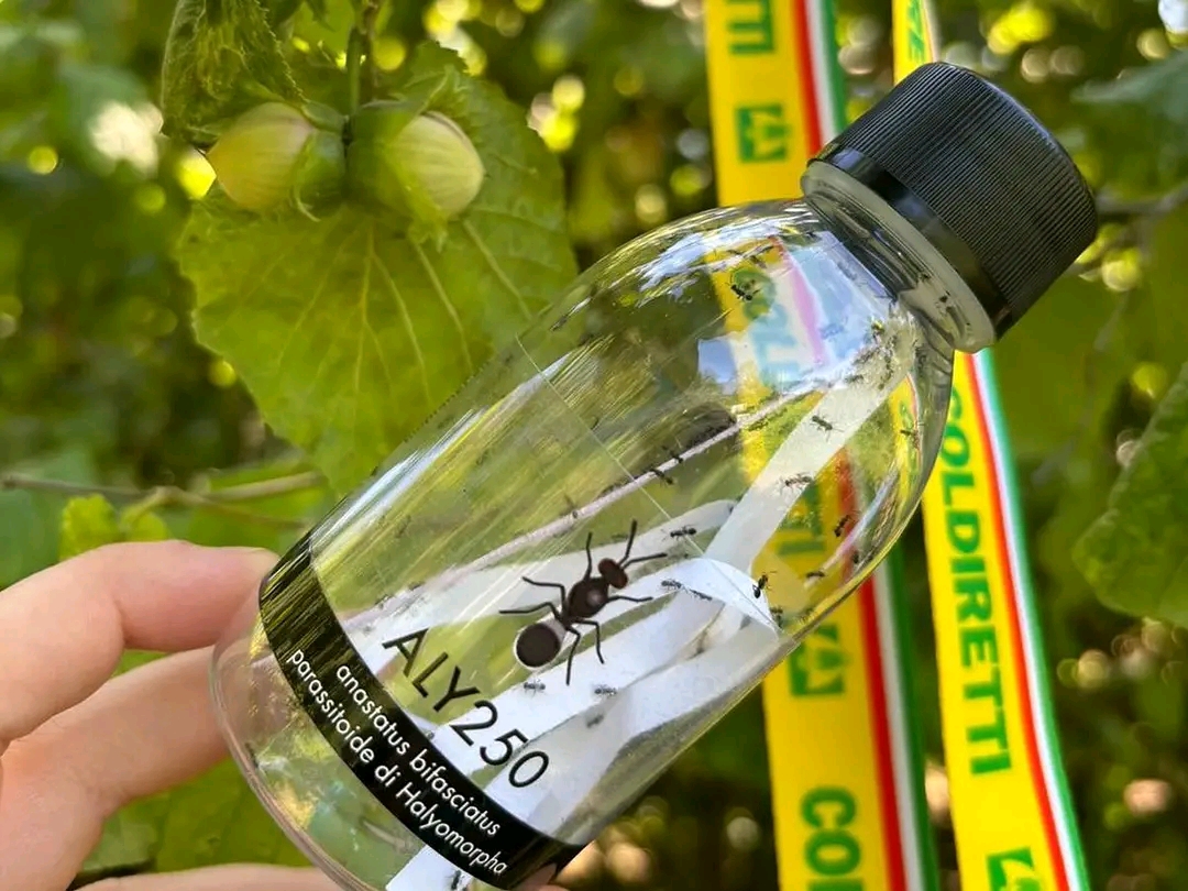 Anastatus bifasciatus